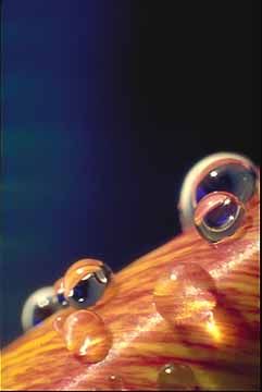 Water drops on tulip petal
