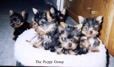 allpups.jpg (30847 bytes)