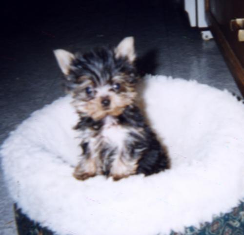 braveheart.JPG (15515 bytes)