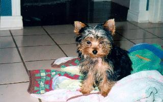 cleo4.jpg (21876 bytes)