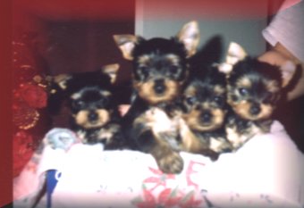 falconsbabes.jpg (15077 bytes)