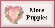 morepuppies.jpg (5075 bytes)