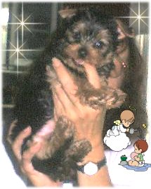 scooby.jpg (17986 bytes)