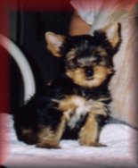 thunder2.jpg (7178 bytes)