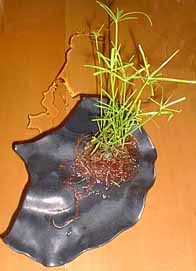 Papyrus plant on ginko leaf