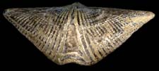brachiopod fossil
