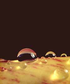 water drops on tulip