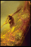 caddis fly
