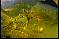 mosquito