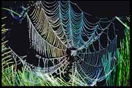 Dew drops on spider web