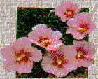 Hibiscus - the National Flower of Korea