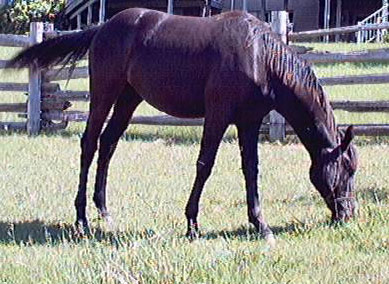 Riva as a yearling Spring 2001
