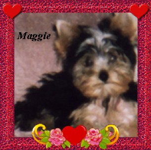 maggie1.jpg (30174 bytes)