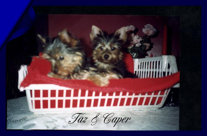 tazandcaper.JPG (40553 bytes)